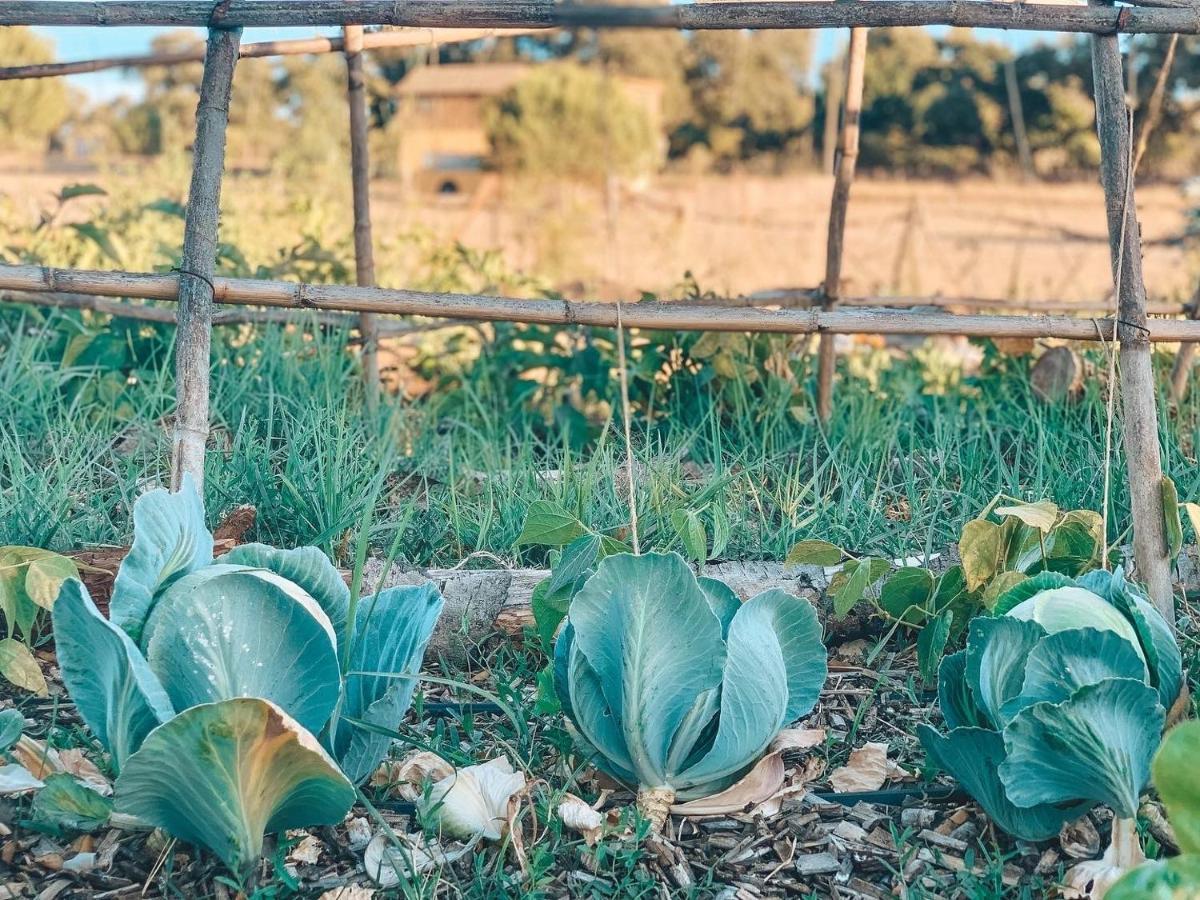 Visit Pachamama Community Διαμέρισμα Alcácer do Sal Εξωτερικό φωτογραφία