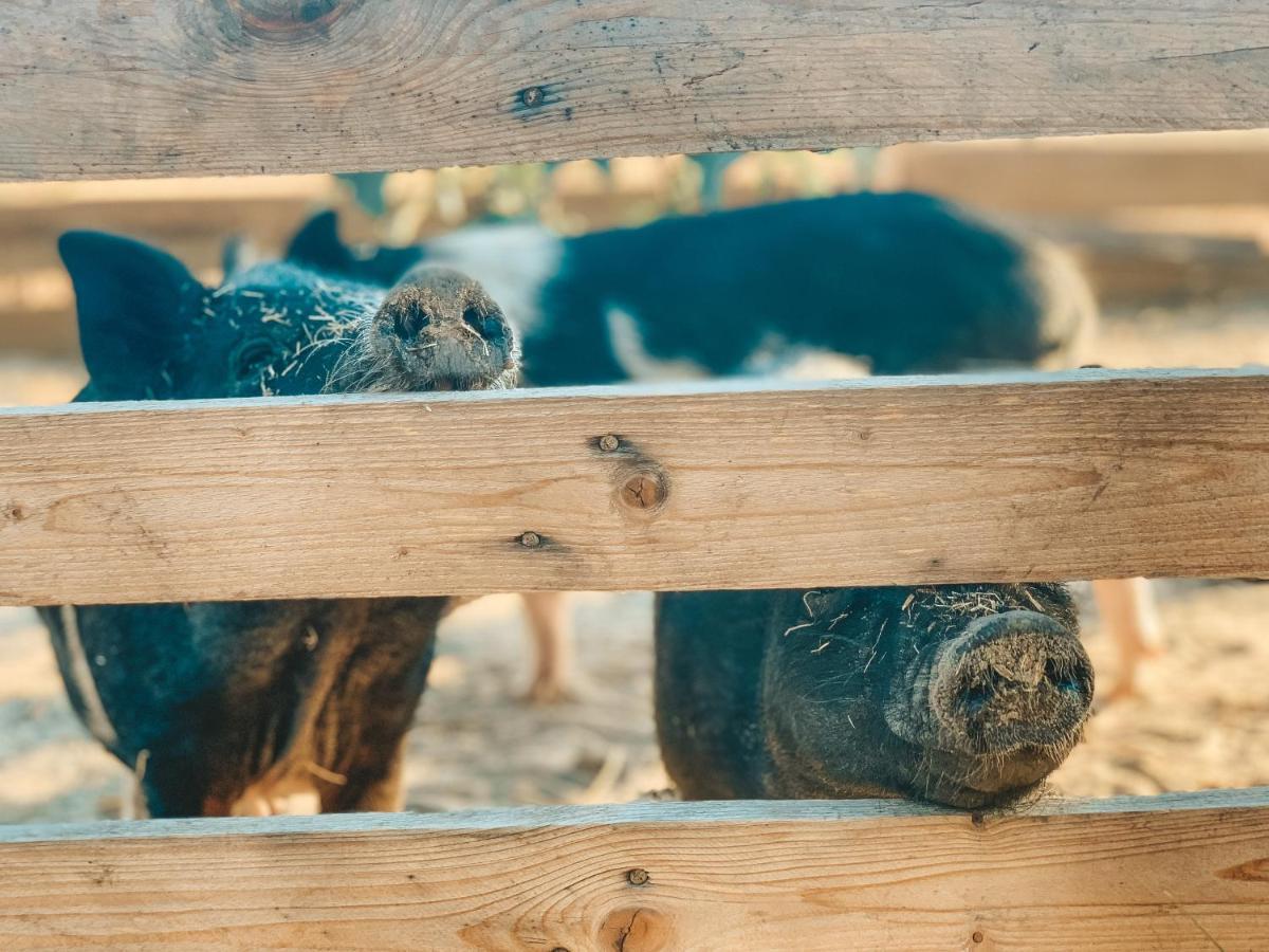 Visit Pachamama Community Διαμέρισμα Alcácer do Sal Εξωτερικό φωτογραφία