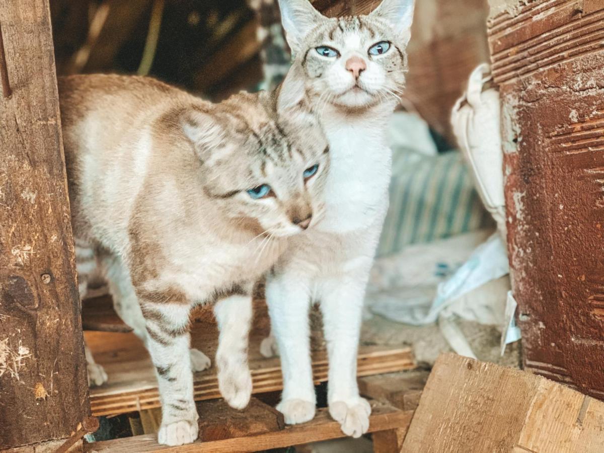 Visit Pachamama Community Διαμέρισμα Alcácer do Sal Εξωτερικό φωτογραφία